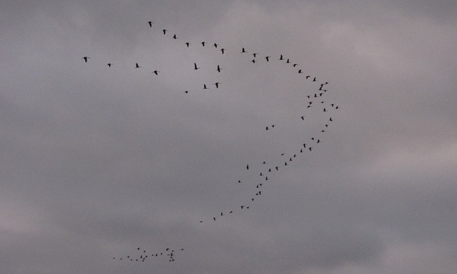 The First High V of Sandhill Cranes (Grus canadensis) Swings Overhead Toward the Platte River
