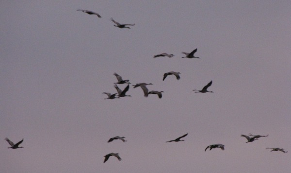 Sandhill Cranes (Grus canadensis) Circle Down to the Platte River