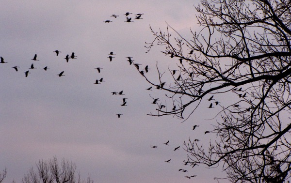 Sandhill Cranes (Grus canadensis) Coming in Low From the  Corn Fields