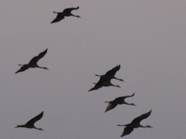 Sandhill Cranes (Grus canadensis) Dropping Lower to the Platte River
