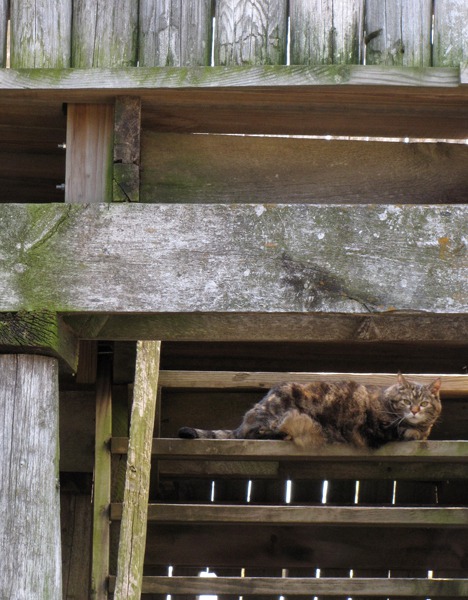 Furry Purry (Leesha) On Guard at the Parapet at Fort Kearney State Historical Park NE