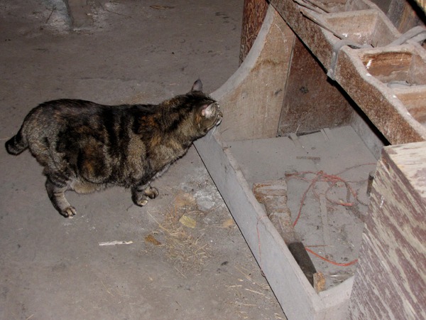 Mice in the Smithy?  Fort Kearney State Historical Park NE