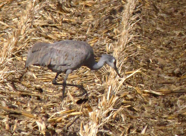 Sandhill Crane Doing the Corn Row Hop