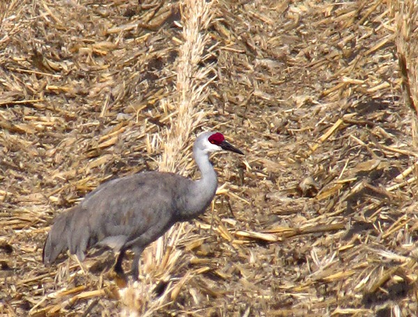 Sandhill Crane Contemplates Corn