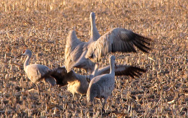 Sandhill Cranes Doing a Corn Dance