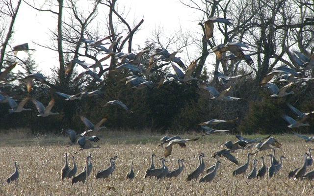 Sandhill Cranes Evening Lift-Off
