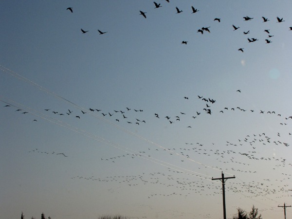Waves of Sandhill Cranes
