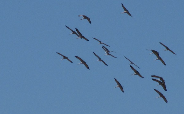 Sandhill Cranes (Grus canadensis)e Kettle Forming