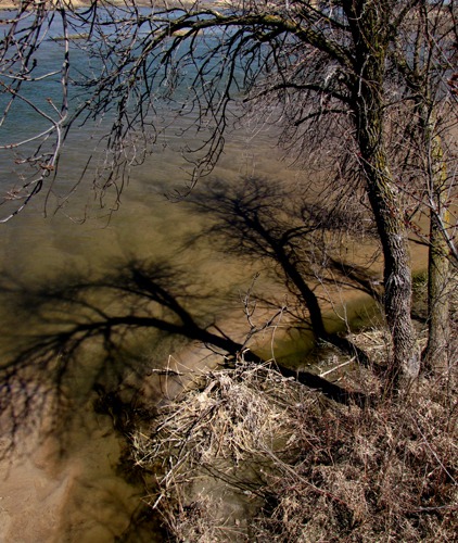 Tree Shadow in the Platte River