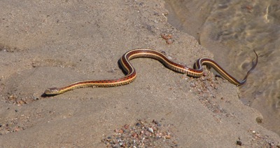 Garter Snake Heads for Cover