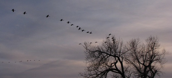 Sandhill Cranes (Grus canadensis) V Pattern In from the Fields