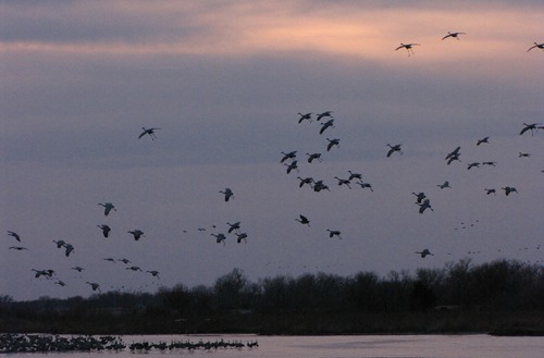 Sandhill Cranes (Grus canadensis) Wheels Down for Landing