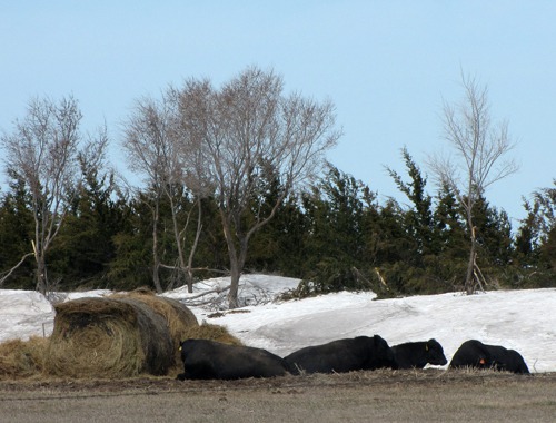 Angus Bulls and Lingering Drift
