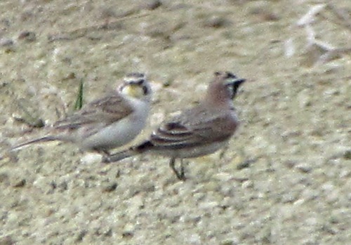 Horned Lark (Eremophila alpestris) Pair on BIA Road 10
