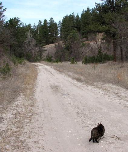 Furry Purry Goes Out on Chases the Woman Road