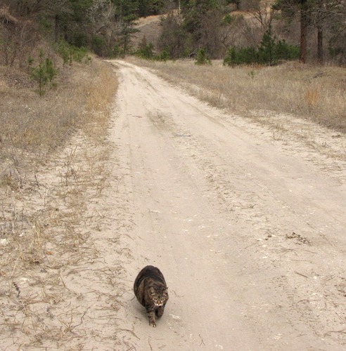 Furry Purry Comes Back on Chases the Woman Road