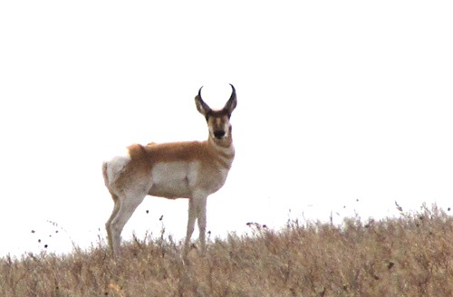 Pronghorn (Antilocapra americana) on the Edge of LaCreek National Wildlife Refuge