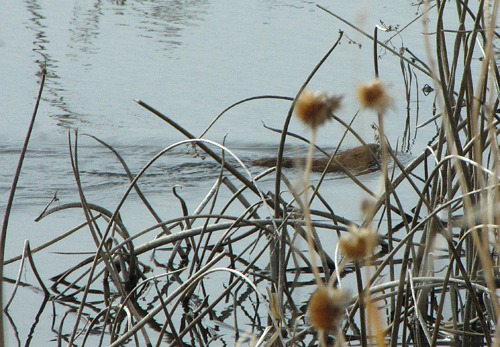 Glimpse of a Muskrat