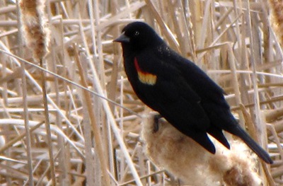 Red-winged Blackbird (Agelaius phoeniceus)