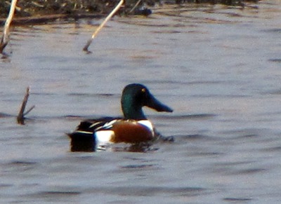 Northern Shoveler Duck (Anas clypeapa)