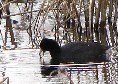 American Coot (Fulica americana) Takes a Bite