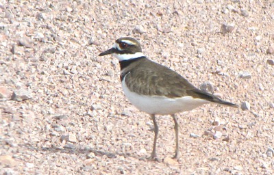 Killdeer (Charadrius vociferus) on the Rocks