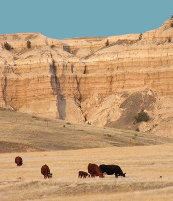 Cattle Graze at Edge of Badlands 