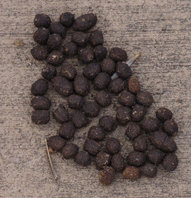 Possible Last Pile of a Likely Former Bunny