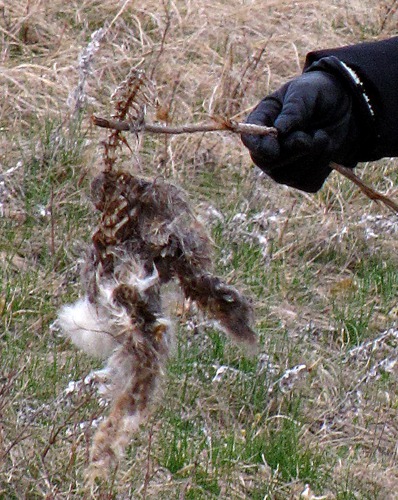 Louise Hoists Evidence of Lake Ilo Predation