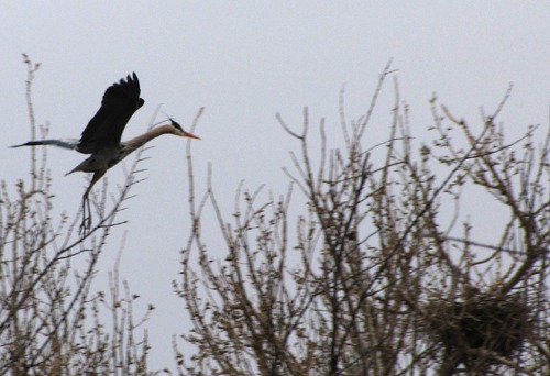 Heron (Ardea herodias) with Landing Gear Deployed