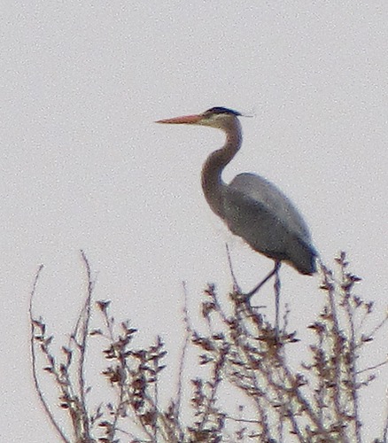 Heron (Ardea herodias) on High Perch