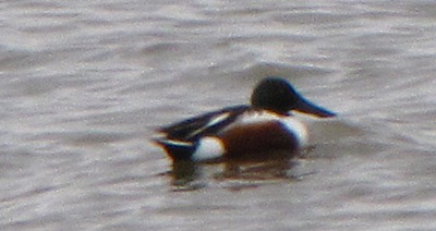 Shoveler (Anas clypeata)