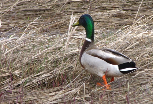 Mallard Drake (Anas platyrhynchos) at Ilo Lake
