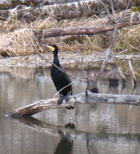 Cormorant Near the Refuge (Phalacrocorax auritus) 