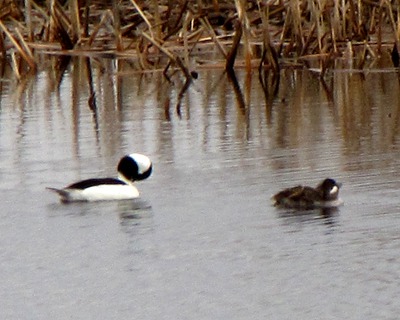 Buffleheads (Bucephala albeola)