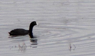 Coot (Fulica americana) 