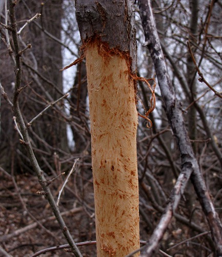 Evidence of a Gnawty Porcupine
