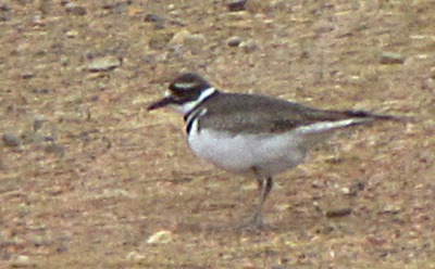 Killdeer  (Charadrius vociferus)