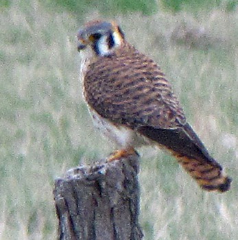 Kestrel (Falco sparverius )