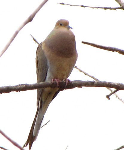 Mourning Dove (Zenaida macroura)