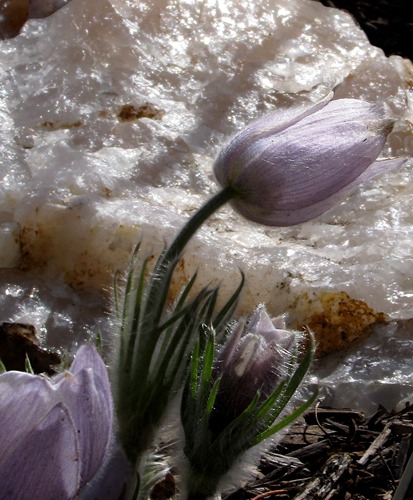 Pasque Flower (Pulsatilla putans) and Quartz
