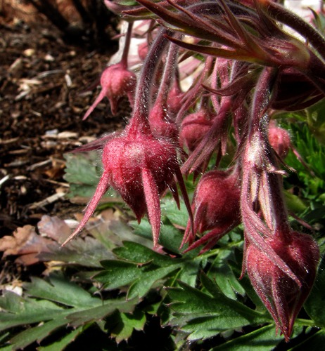 Prairie Smoke (Geum triflorum) Blooms