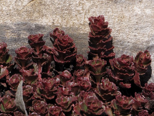 Blood Sedum (Sedum spurium)