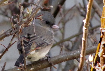 Junco (Junco hyemalis) in a Bush