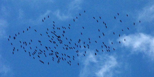 Sandhill Crane (Antigone canadensis) Kettle