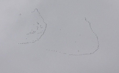 Sandhill Cranes (Antigone canadensis) Lift and Head North