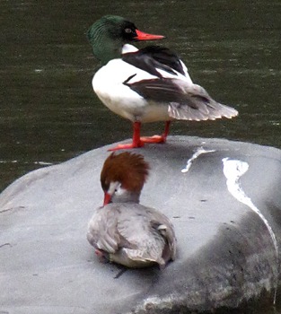 Common Merganser (Mergus merganser) Pair in the Gallatin River