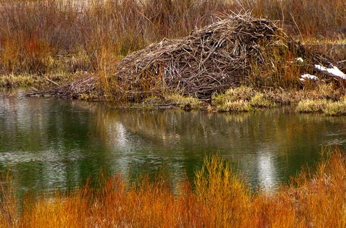 North American Beaver (Castor canadensis) Homestead