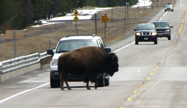 US HWY 191 Traffic Jam on the Madison River Bridge