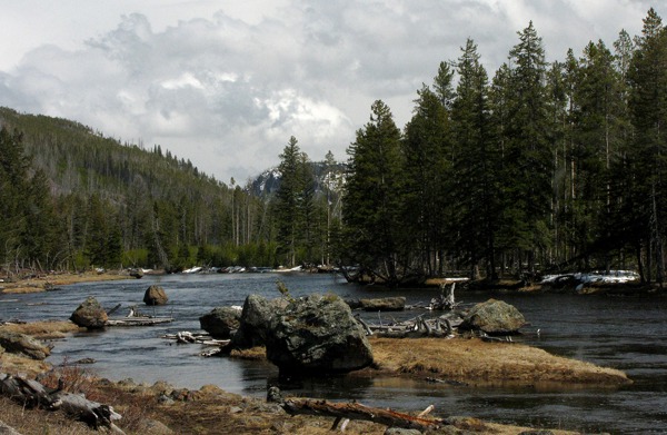 Madison River Riverscape